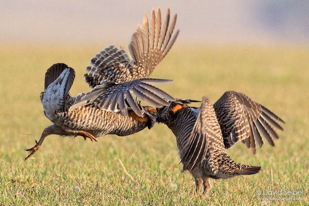 GreaterPrairie-Chicken_Seibel_2011-04-13_6008REZ