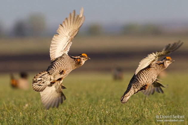 GreaterPrairie-Chicken_Seibel_2011-04-29_1315REZ