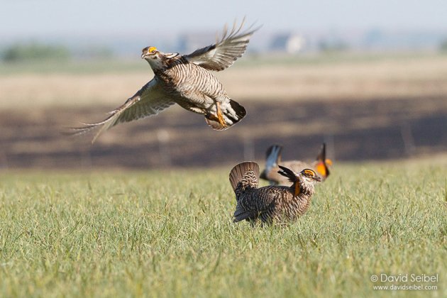 GreaterPrairie-Chicken_Seibel_2011-04-29_2178REZ