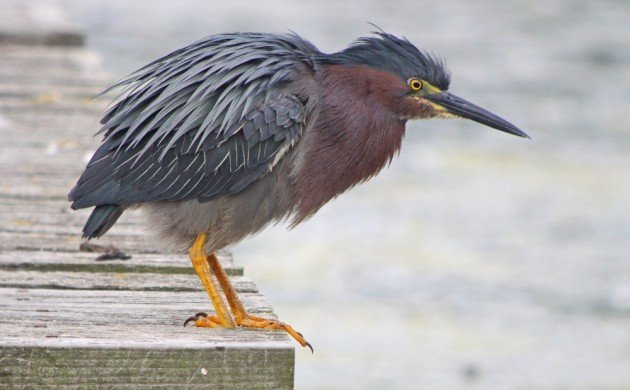 Green Heron 1