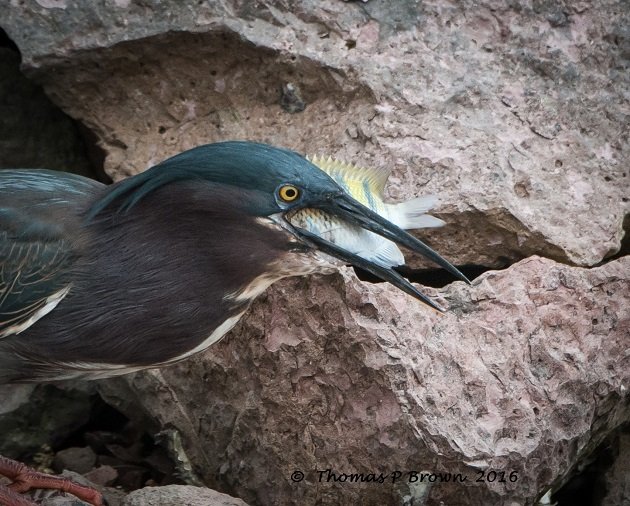 Green Heron-11