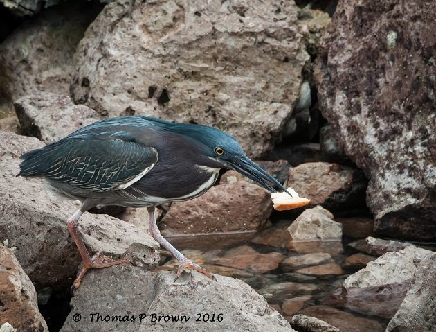 Green Heron-2