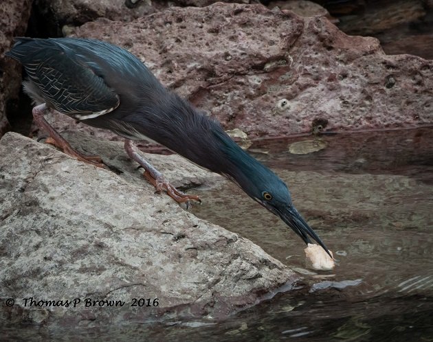 Green Heron-3