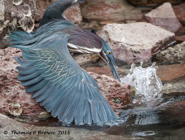 Green Heron-4