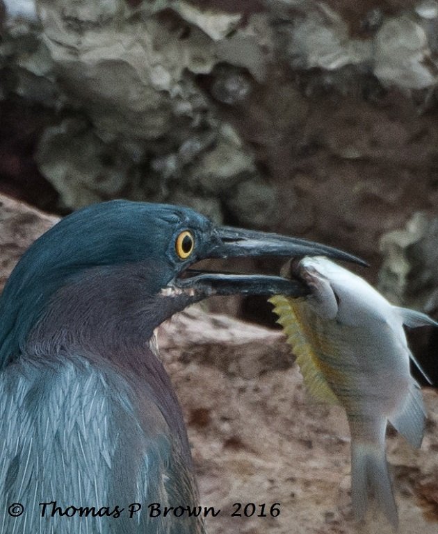 Green Heron-7 (2)