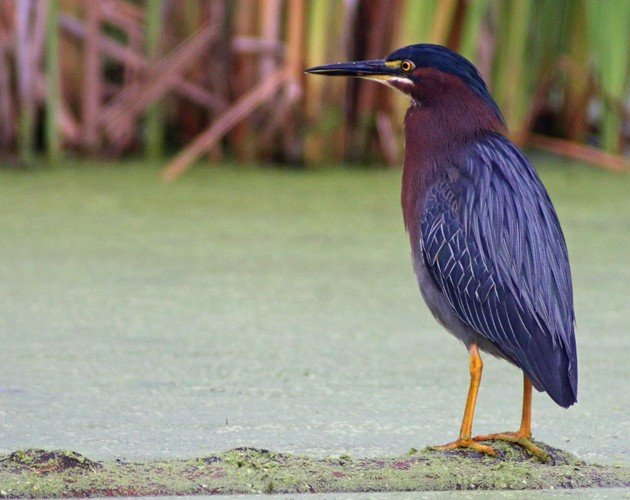 Green Heron at the Great Vly