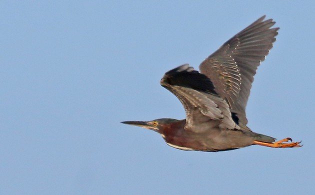 Green Heron in flight