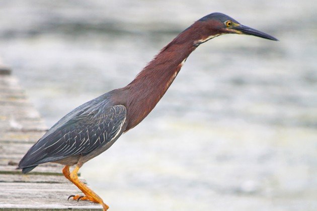 Green Heron stretch