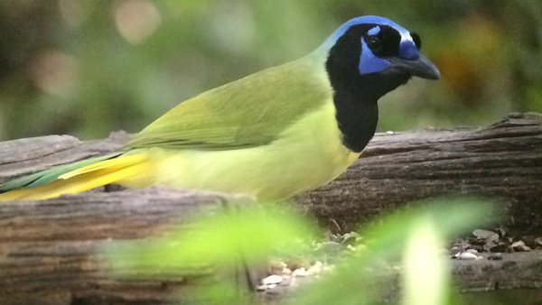 Green Jay