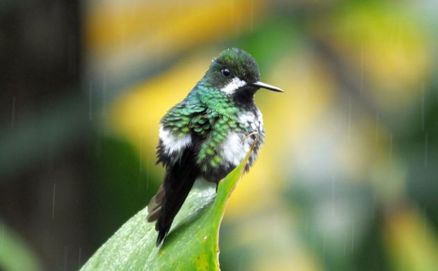 Green Thorntail