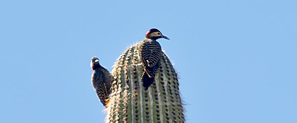 Green-barred Woodpecker