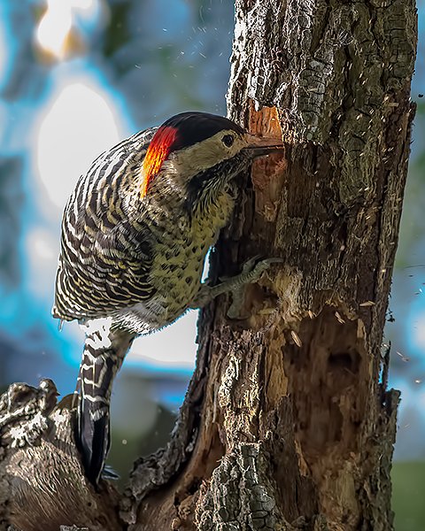 Green-barred Woodpecker