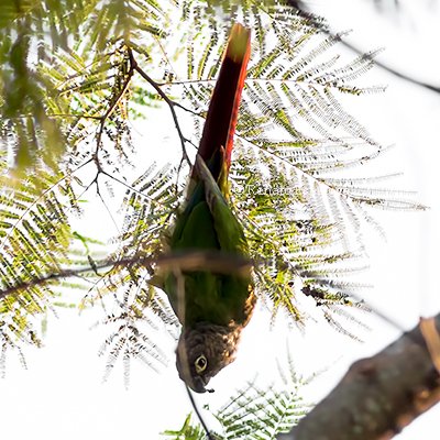 Green-cheeked Parakeet