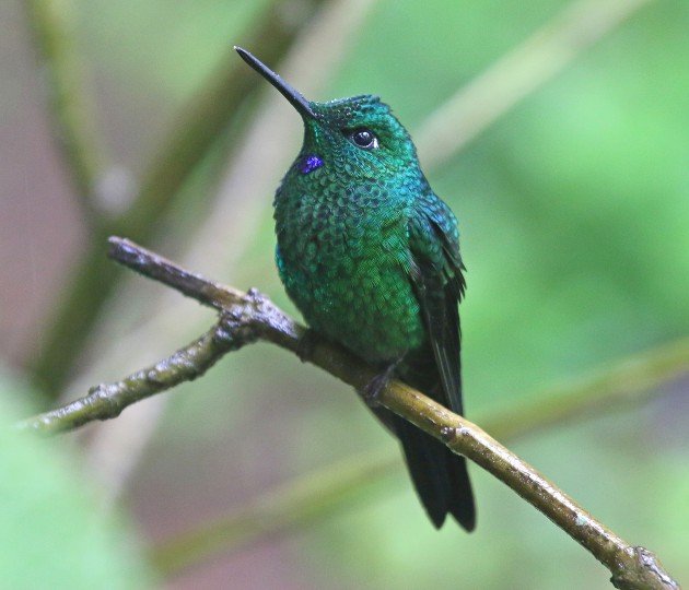 Green-crowned Brilliant