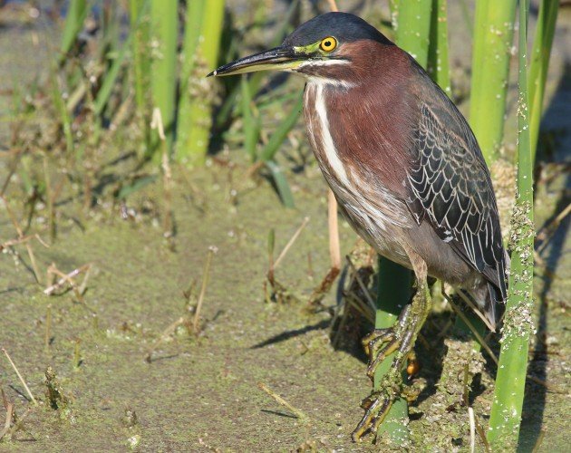 Green heron posing