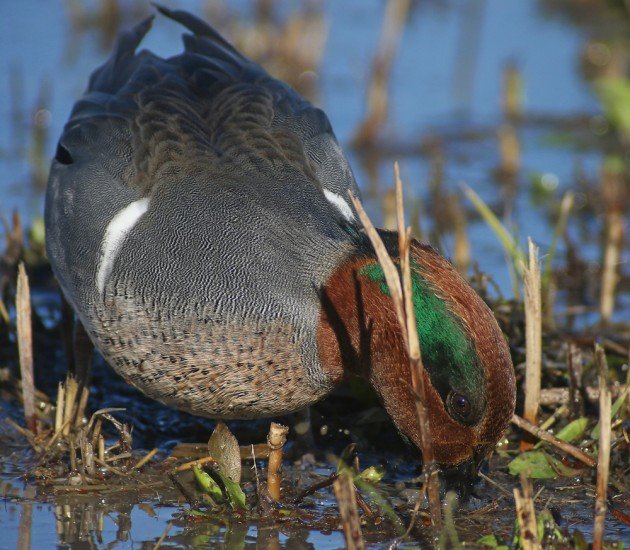 Green-winged Teal