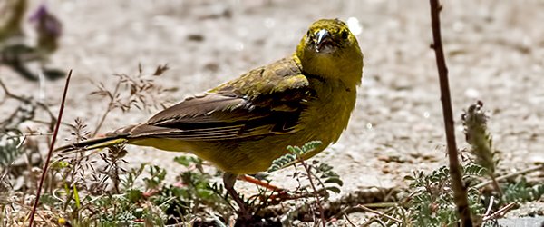 Greenish-yellow Finch