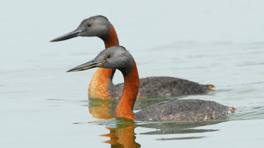 Gret-Grebes-by-Victor-Bustinza