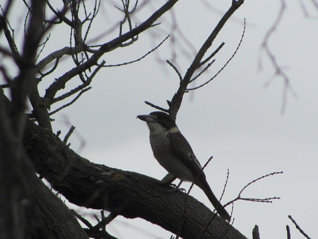 Grey Butcherbird