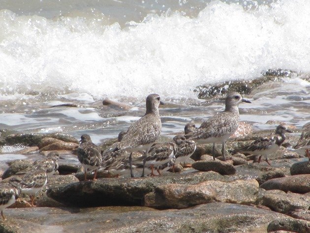 Grey Plover & Ruddy Turnstones (2)