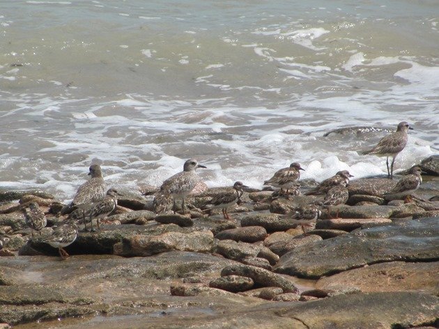 Grey Plover & Ruddy Turnstones (3)