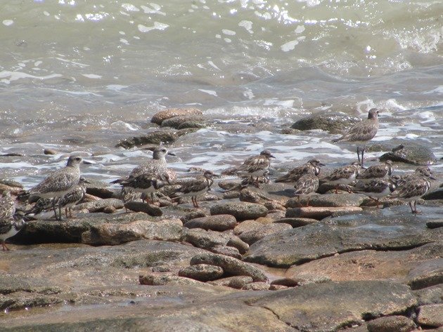 Grey Plover & Ruddy Turnstones (4)