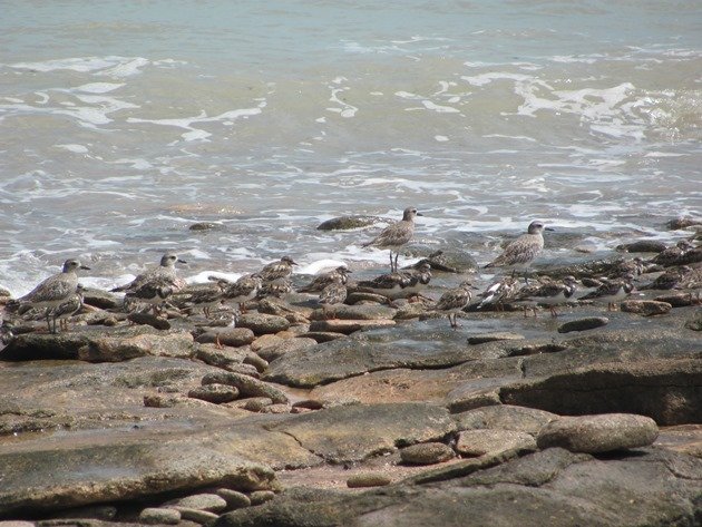 Grey Plover & Ruddy Turnstones (5)