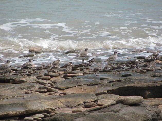 Grey Plover & Ruddy Turnstones (6)