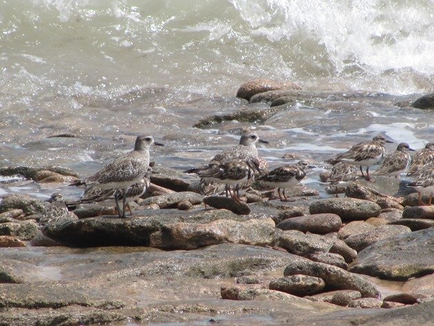 Grey Plover & Ruddy Turnstones (7)