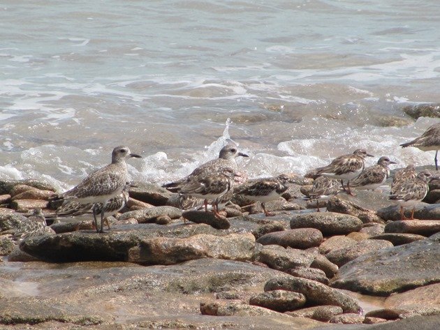 Grey Plover & Ruddy Turnstones (8)