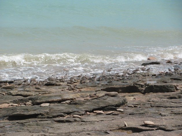 Grey Plover & Ruddy Turnstones