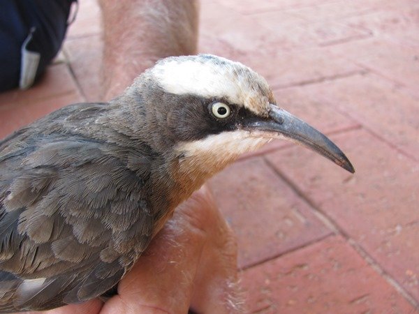 Grey-crowned Babbler (2)