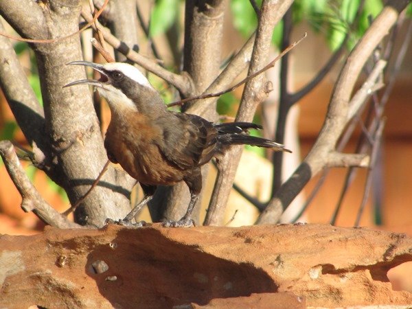 Grey-crowned Babbler (4)