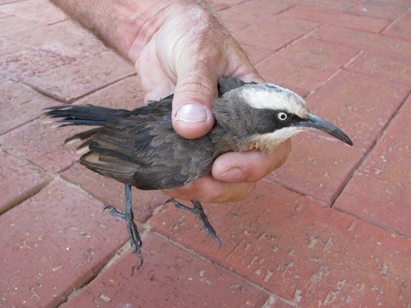 Grey-crowned Babbler