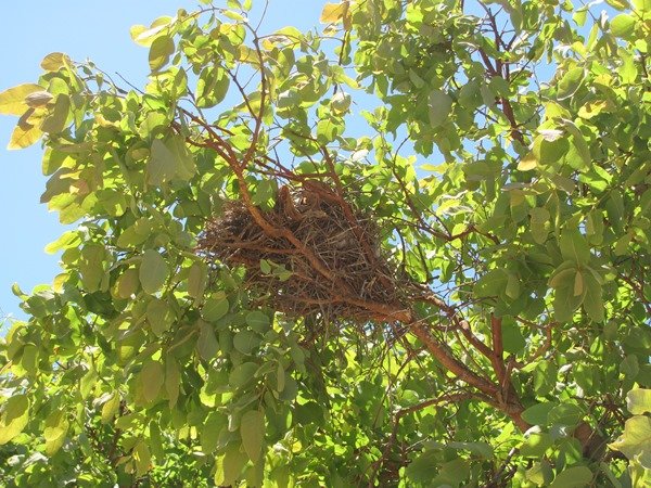 Grey-crowned Babblers day nest