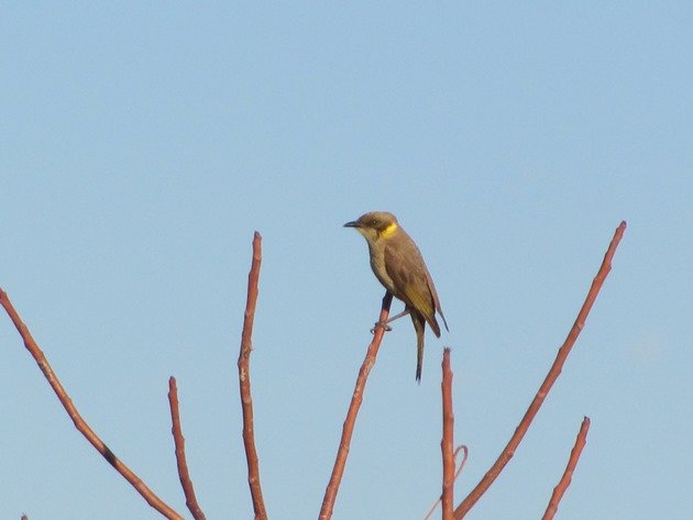 Grey-fronted Honeyeater (2)