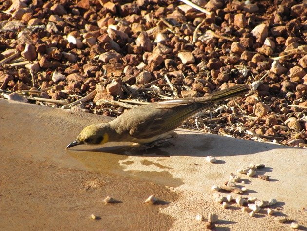 Grey-fronted Honeyeater (3)