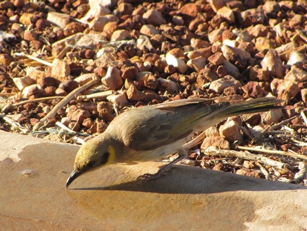 Grey-fronted Honeyeater (5)