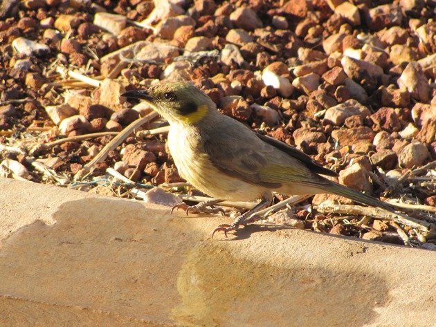 Grey-fronted Honeyeater (6)