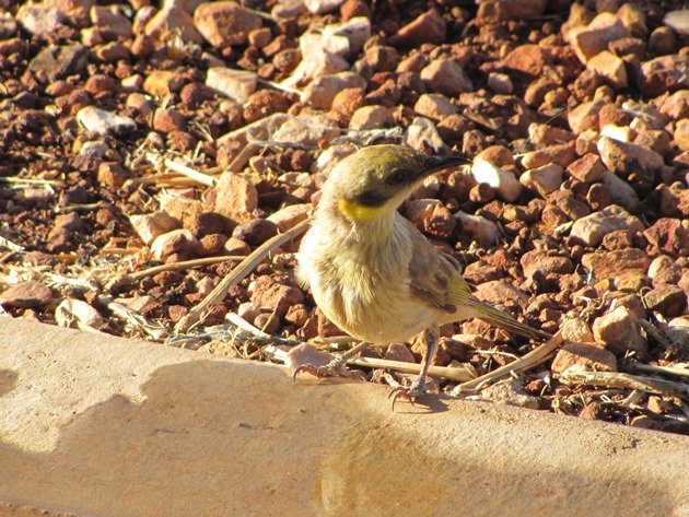 Grey-fronted Honeyeater (7)