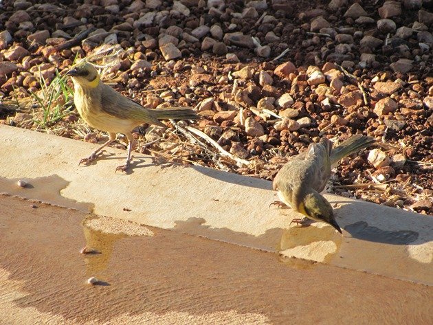 Grey-fronted Honeyeaters (2)