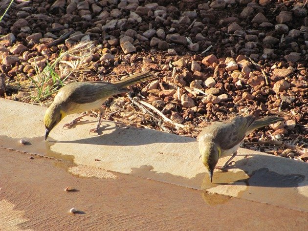 Grey-fronted Honeyeaters (3)