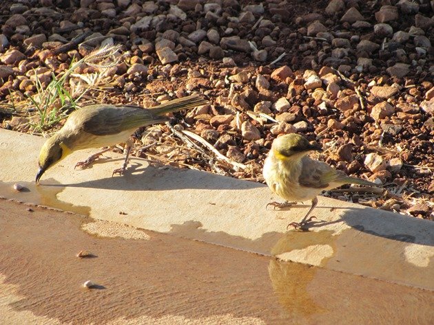 Grey-fronted Honeyeaters (4)