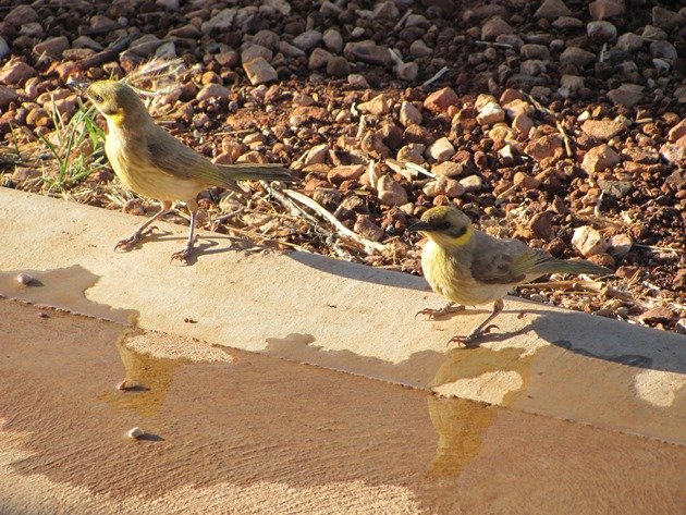 Grey-fronted Honeyeaters