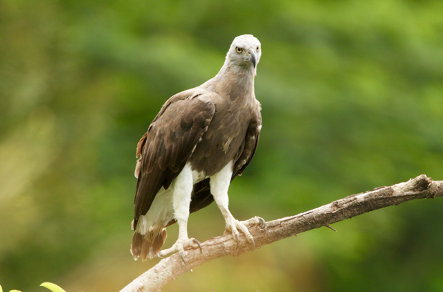 Grey-headed Fish Eagle