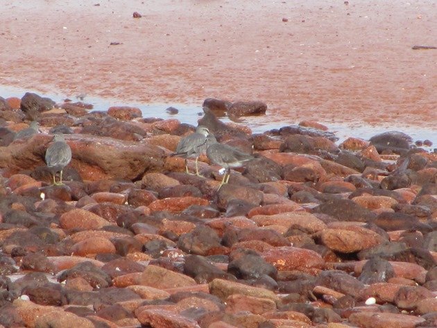 Grey-tailed Tattler 35 (2)