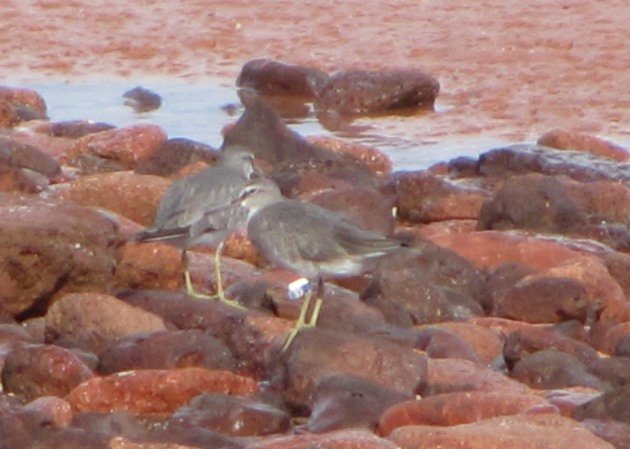 Grey-tailed Tattler 35