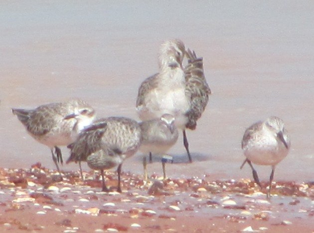 Grey-tailed Tattler flagged Taiwan 2012 - Cropped