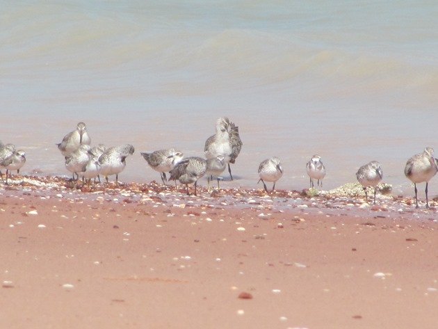 Grey-tailed Tattler flagged Taiwan 2012