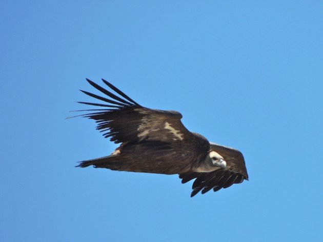 Griffon Vulture